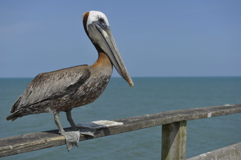 Kure Beach Pier's animals