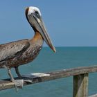 Kure Beach Pier's animals