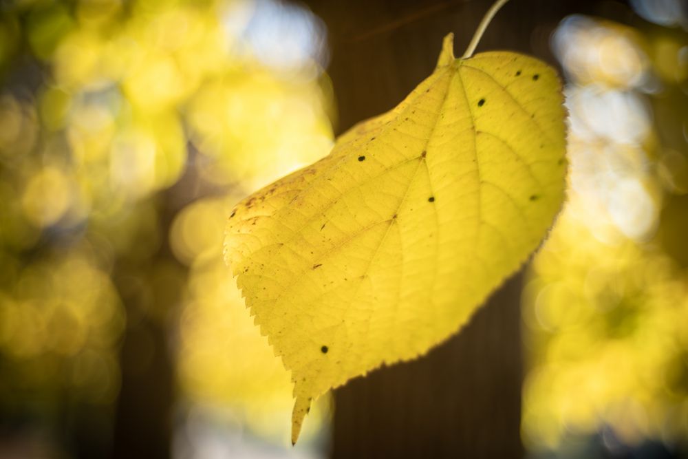 kurfürstliches Herbstblatt