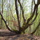 Kuriose Birkenformen auf der Halde Brefeld (Saarland)