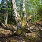 Kuriose Birkenformen auf der Halde Brefeld (Saarland). (2)