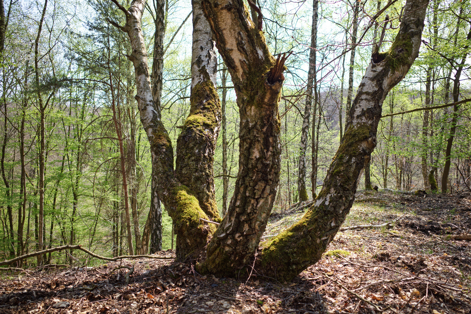 Kuriose Birkenformen auf der Halde Brefeld (Saarland)  (3)