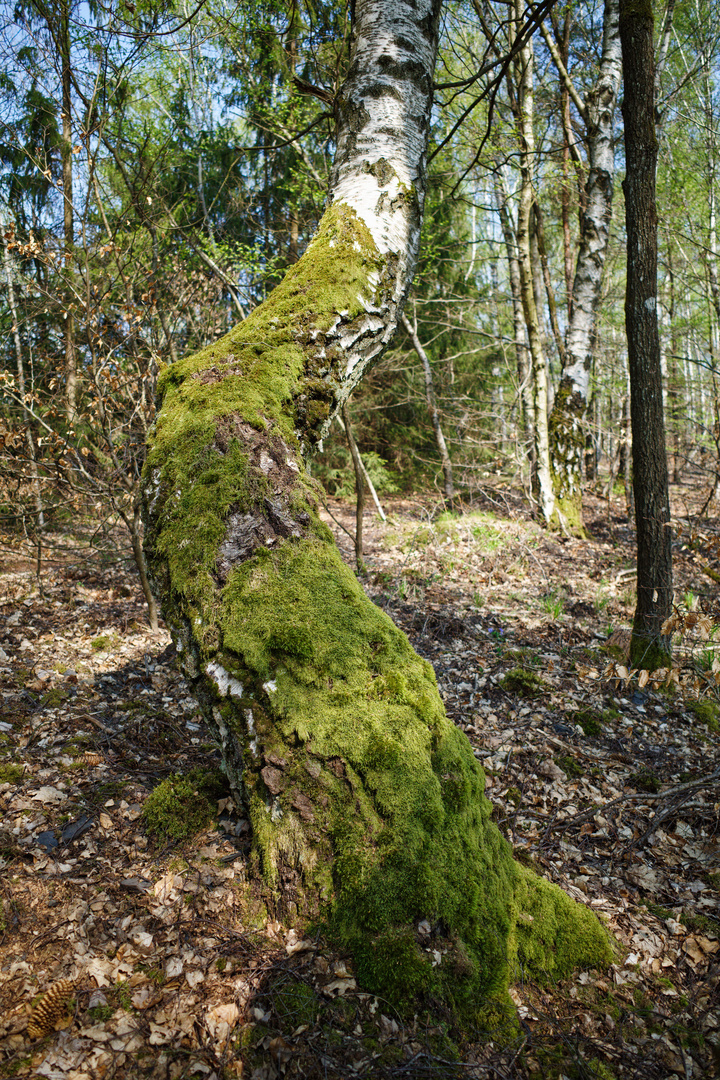 Kuriose Birkenformen auf der Halde Brefeld (Saarland)   (4)