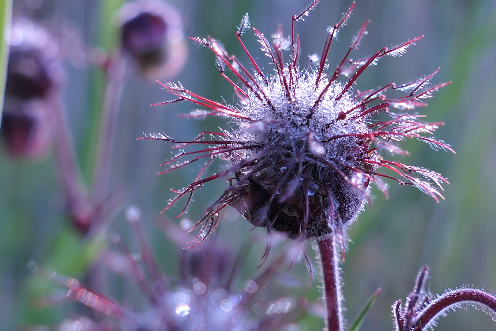 Kuriose Natur (Blutströpfchen)