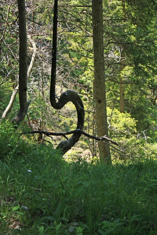 Kuriose Wachstum eines Bergbaumes