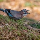 Kurioses aus der Tierwelt: Der Schluckspecht