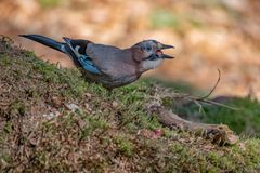 Kurioses aus der Tierwelt: Der Schluckspecht