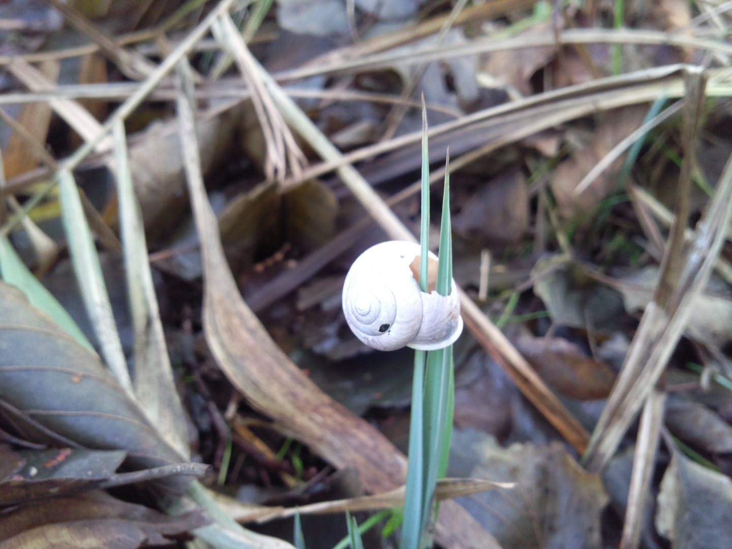 Kurioses im Wald