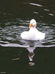 Kuriositäten der Fotografie