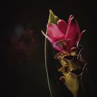 Kurkuma-Blüte