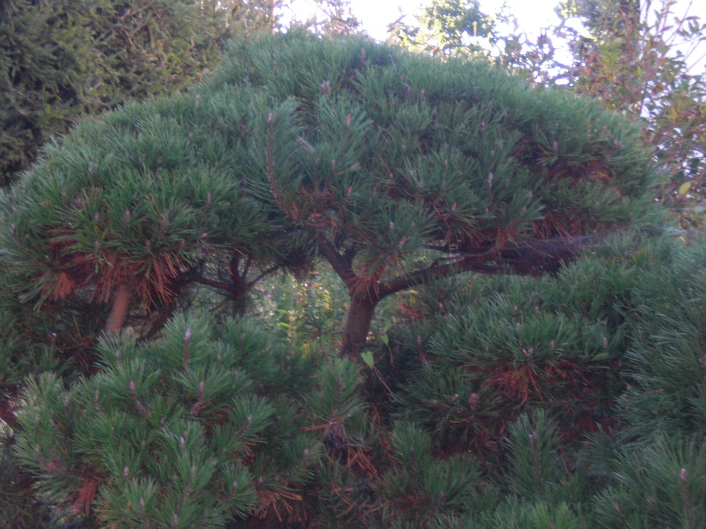 kurmischer baum