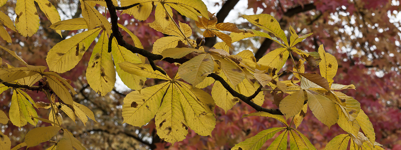 Kurpark Bad Homburg (2)