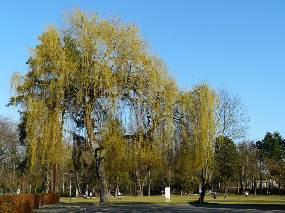 Kurpark Bad Krozingen