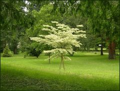 Kurpark Bad Krozingen