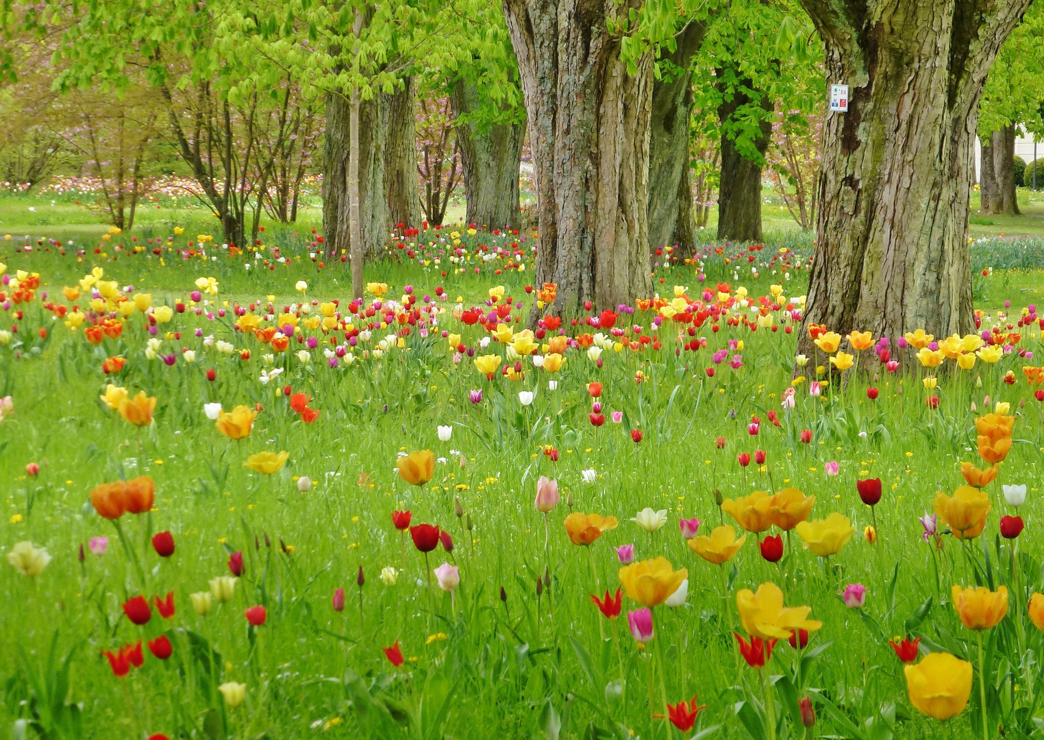 Kurpark Bad Mergentheim