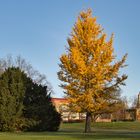 Kurpark in herbstlichen Farben