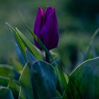 Kurpark Oberlaa, Frühlingsgrüße, Tulpen
