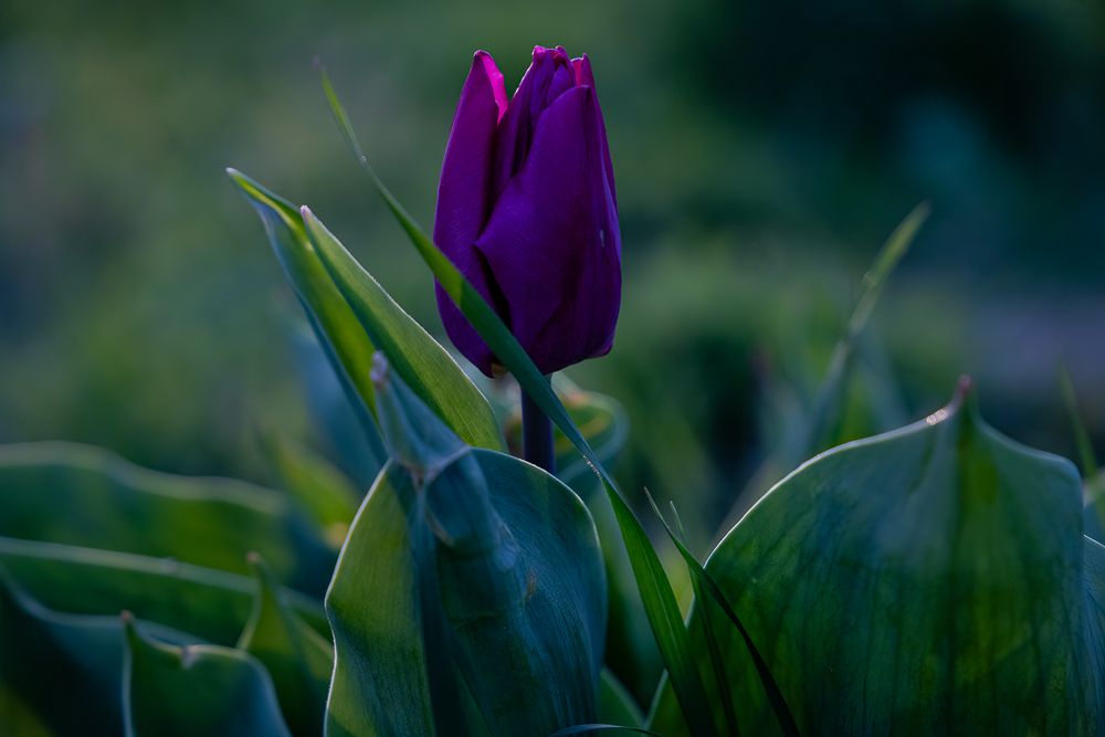 Kurpark Oberlaa, Frühlingsgrüße, Tulpen