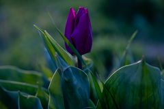 Kurpark Oberlaa, Frühlingsgrüße, Tulpen