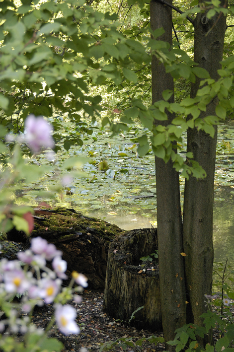 Kurpark Oberlaa, Seerosenteich