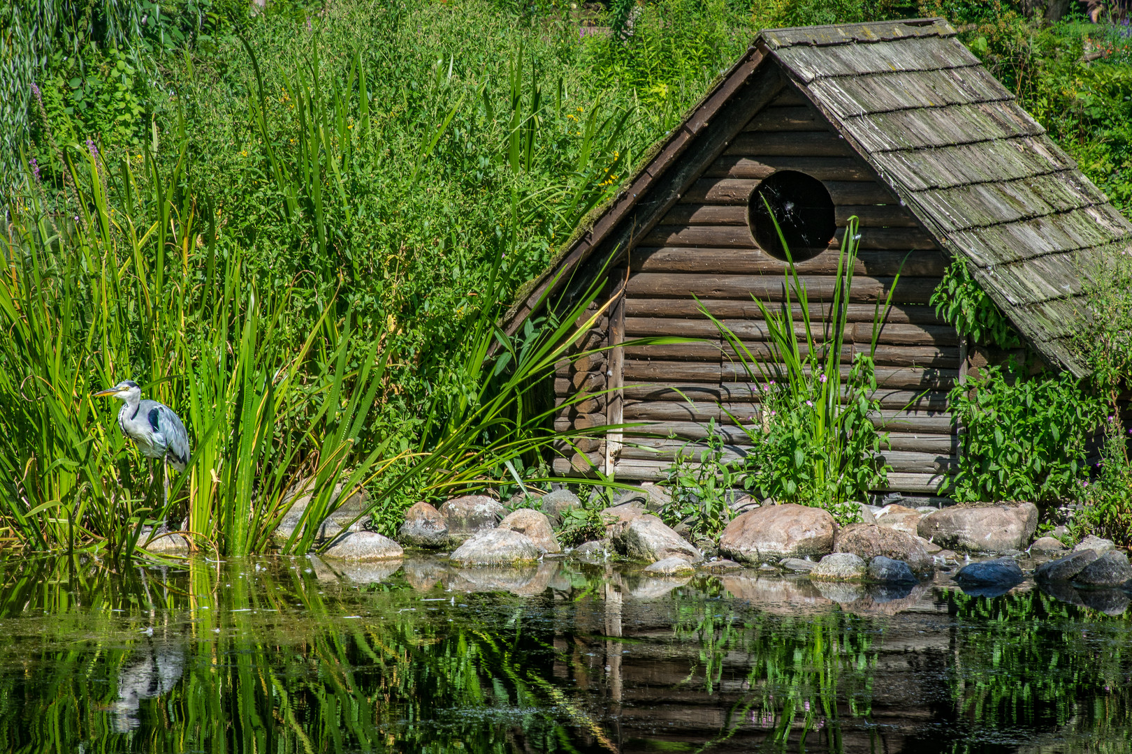 Kurpark-Reiher  in Bad Sooden/Hessen