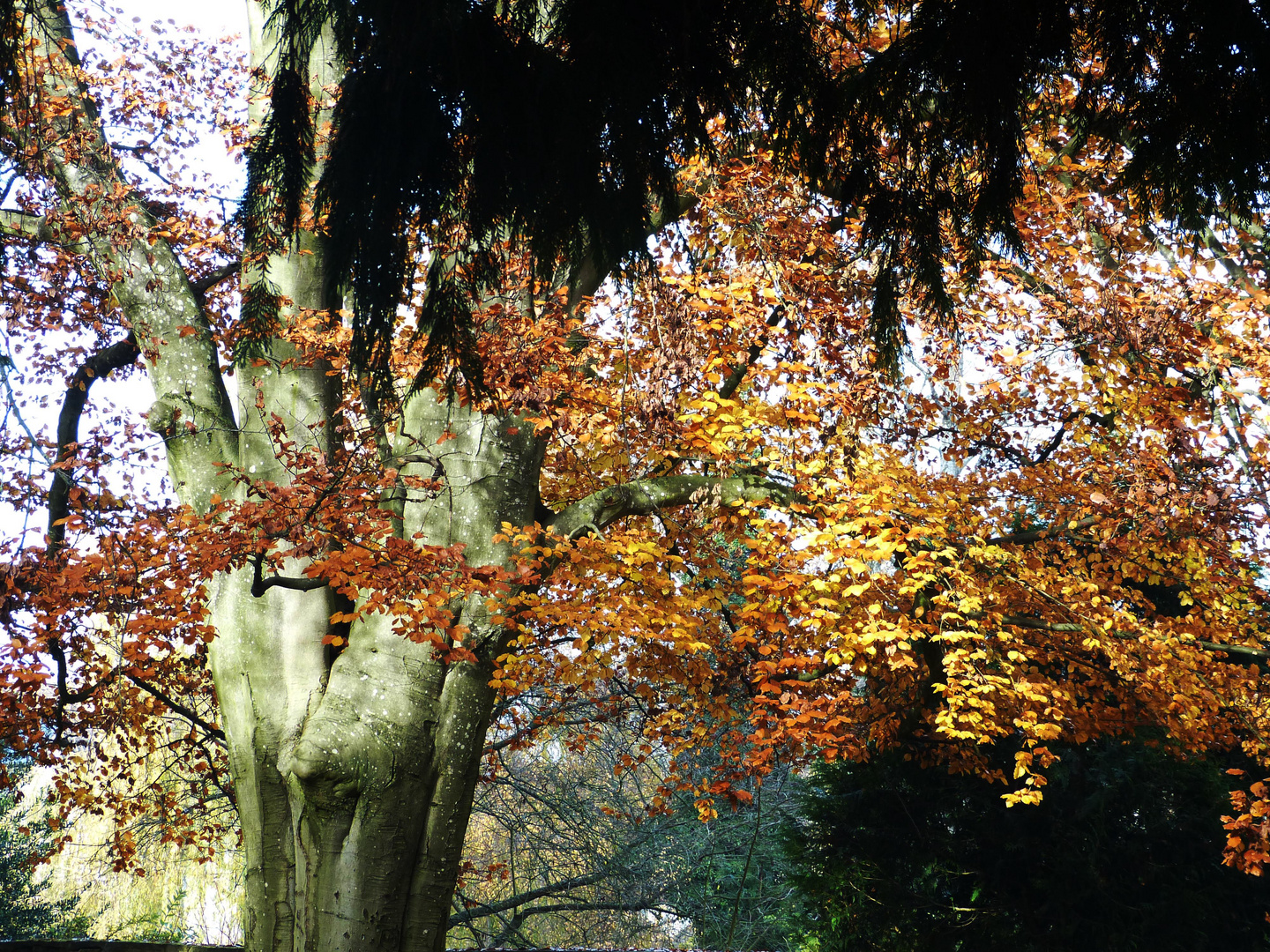 Kurpark Sulzburg 3