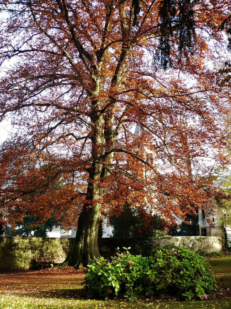 Kurpark Sulzburg 5