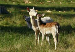 Kurpfalz Park Wildes Tuscheln *lol*