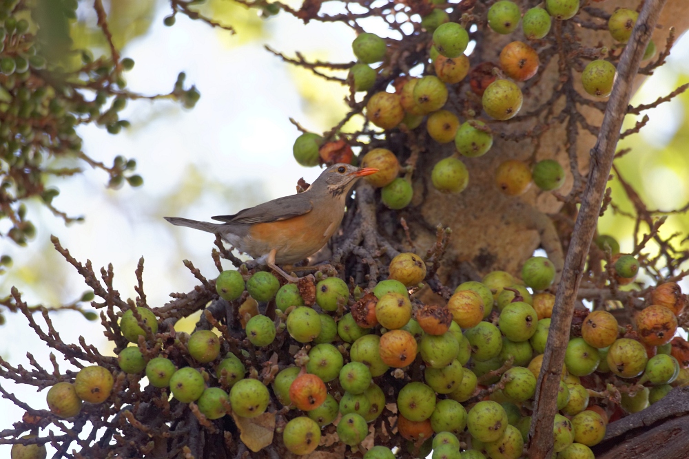 Kurrichane Thrush