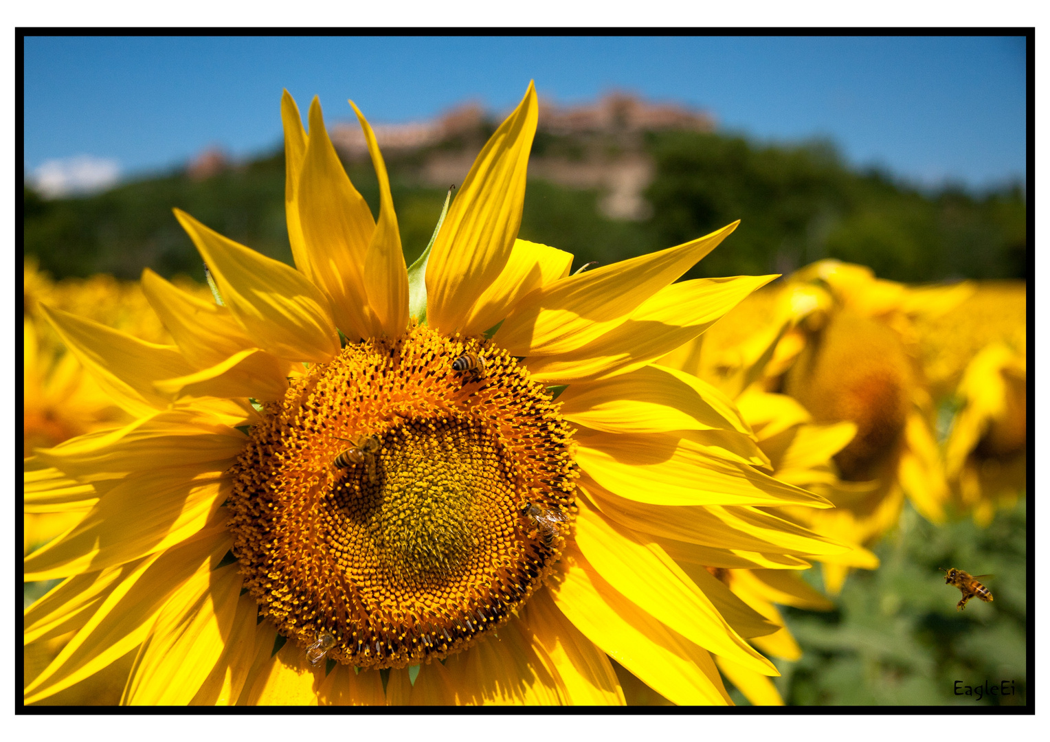 kurs auf die Sonnenblume