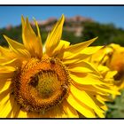 kurs auf die Sonnenblume