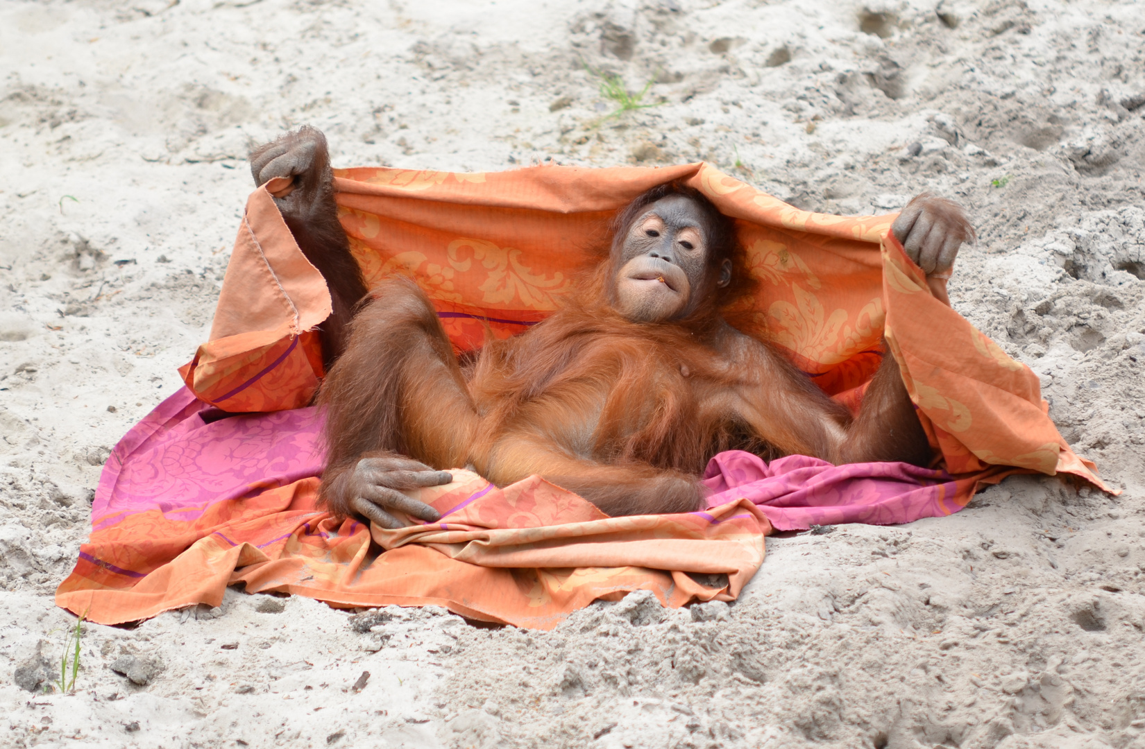 Kurt Cobain als Orang Utan