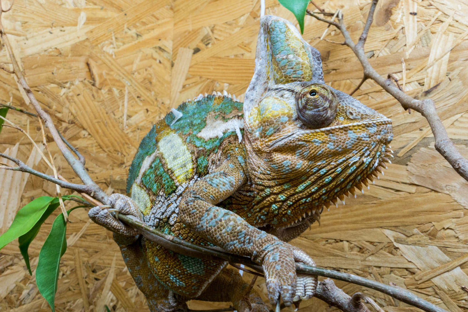 Kurt das Jemenchamäleon (Chamaeleo calyptratus)