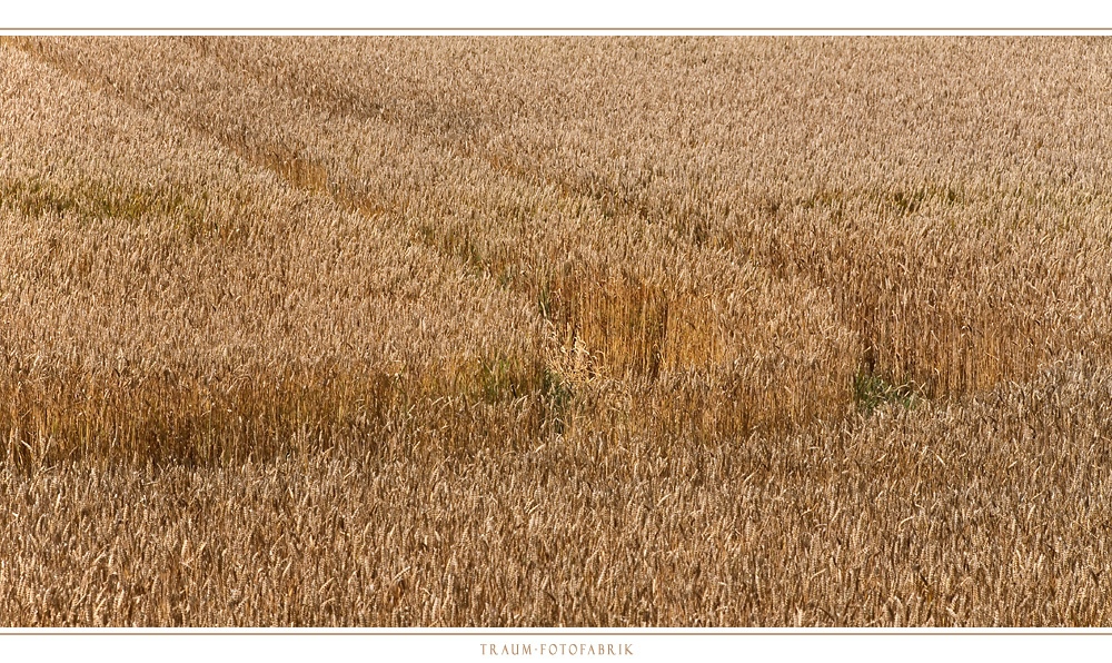 Kurve im Kornfeld