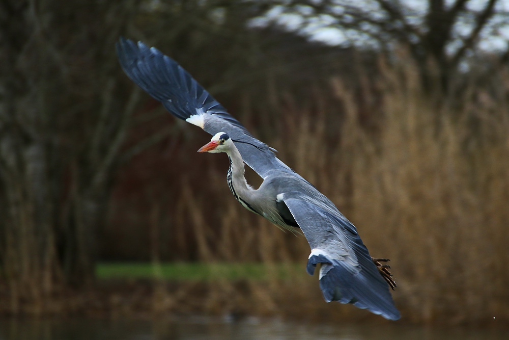 "Kurven-Flieger"