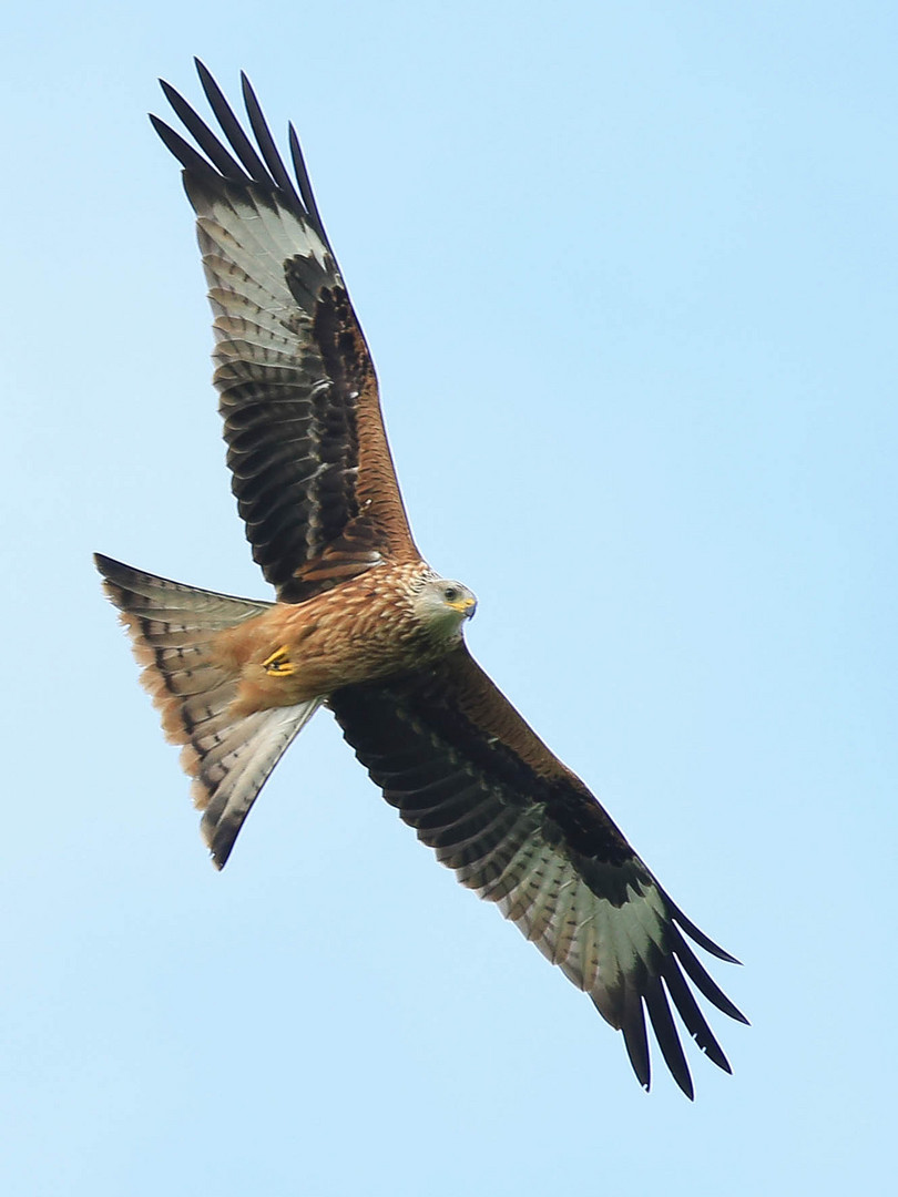 ........ Kurven - Gleitflug