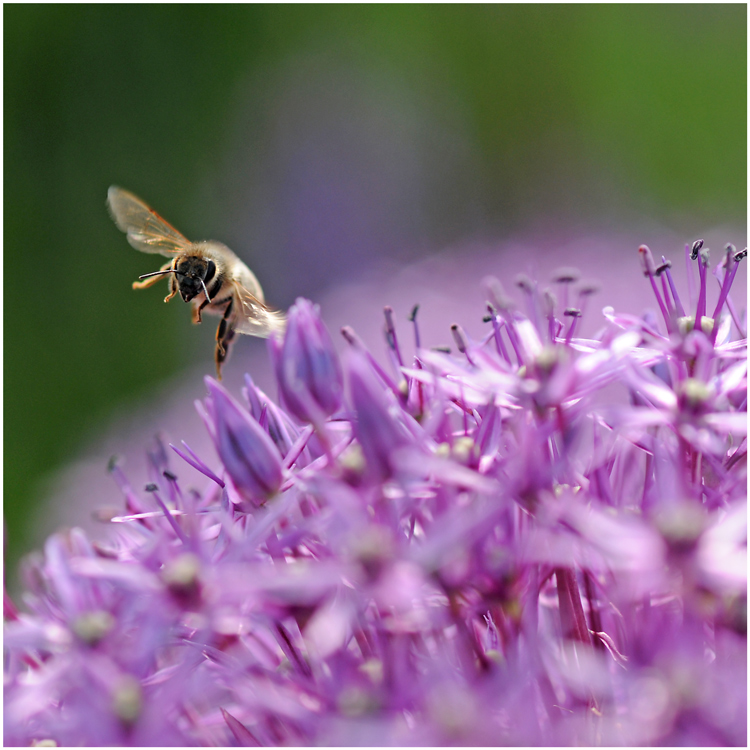 Kurvenfahrt im Blumenbeet