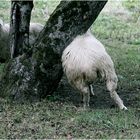 kurven.schaf oder schafe.kurven