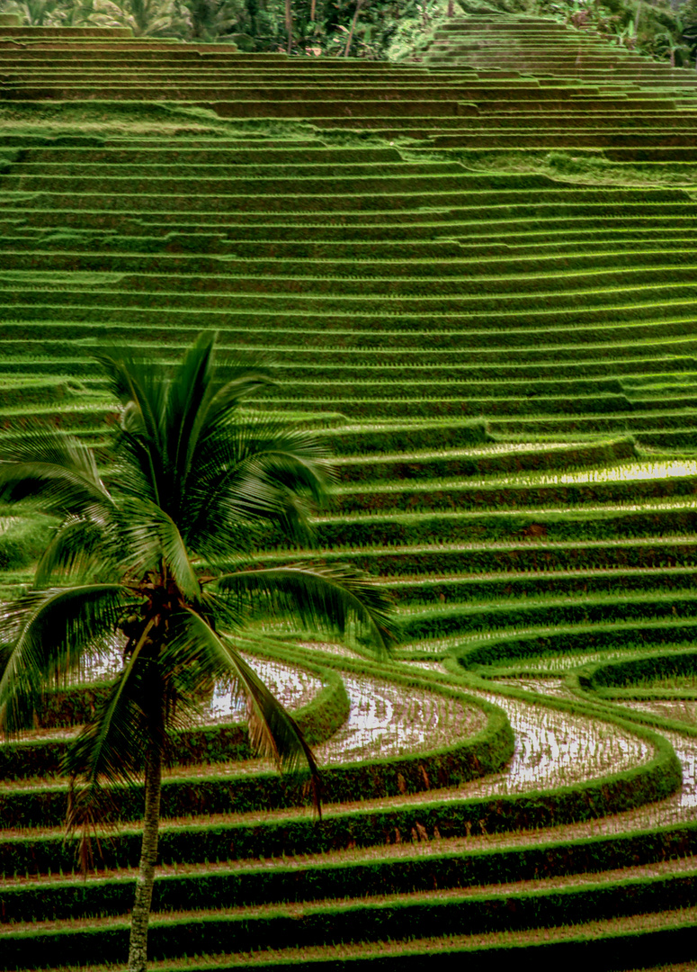 Kurvige Reisterassen bei Ubud