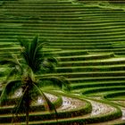 Kurvige Reisterassen bei Ubud