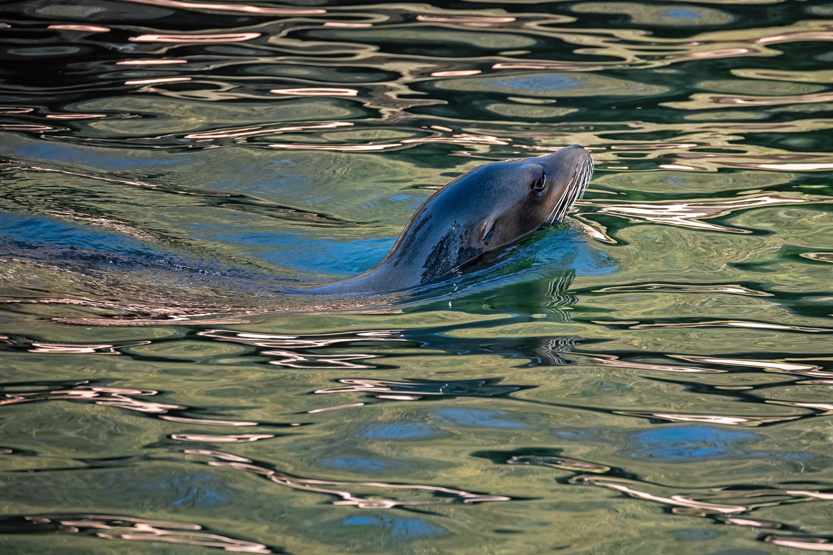 Kurz auftauchen Foto & Bild projekte, 2 dienstag ist spiegeltag