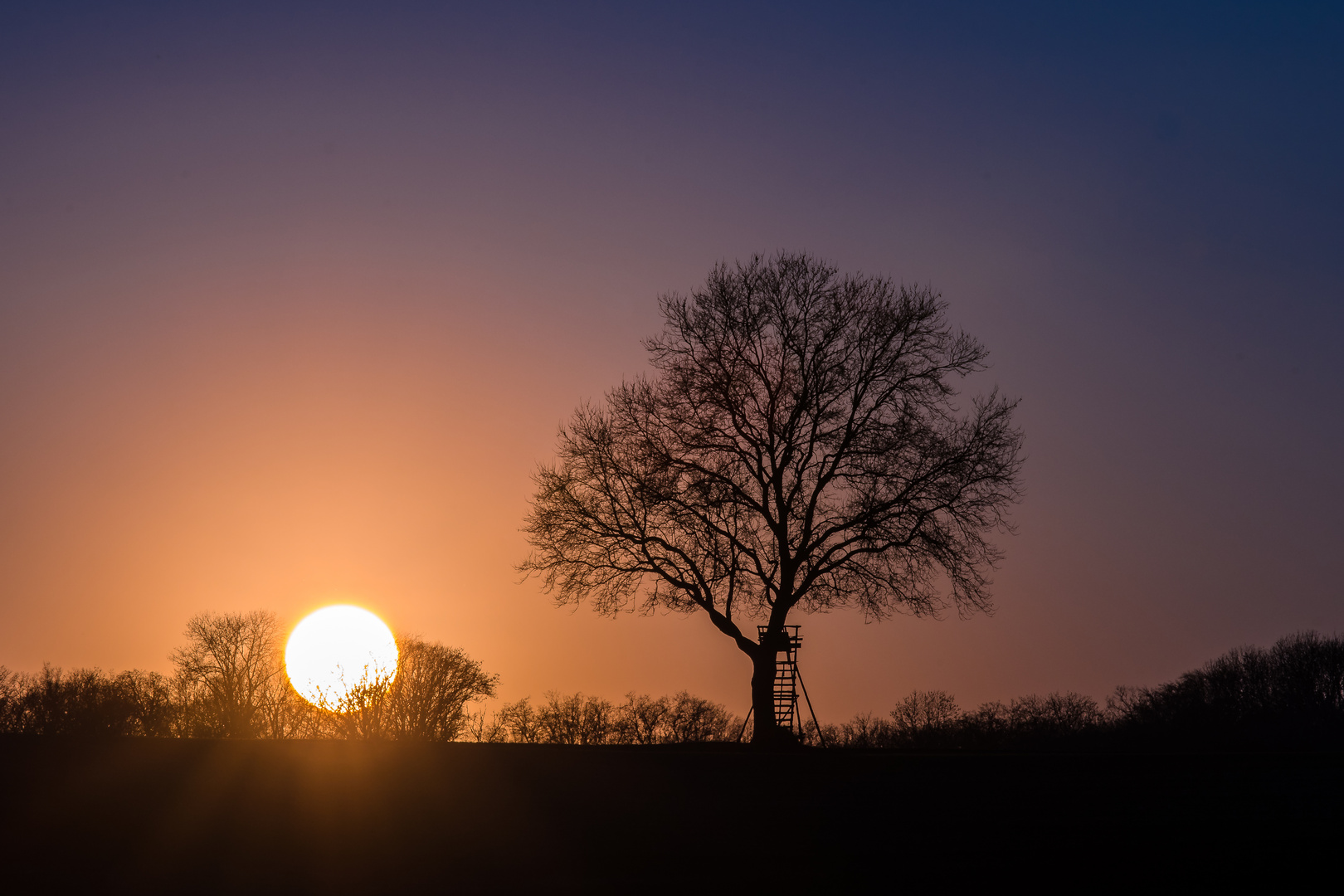 Kurz bevor die Sonne hinter den Bäumen verschwand