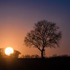 Kurz bevor die Sonne hinter den Bäumen verschwand