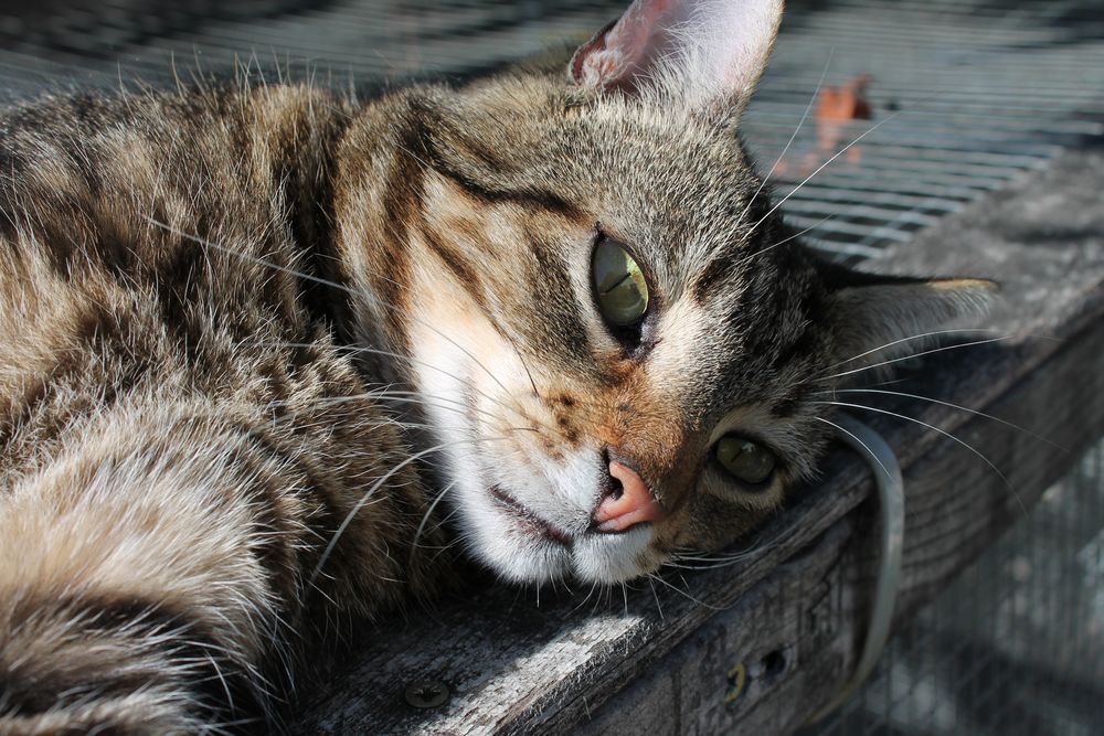 Kurz Liegen Foto Bild Tiere Haustiere Katzen Bilder Auf Fotocommunity