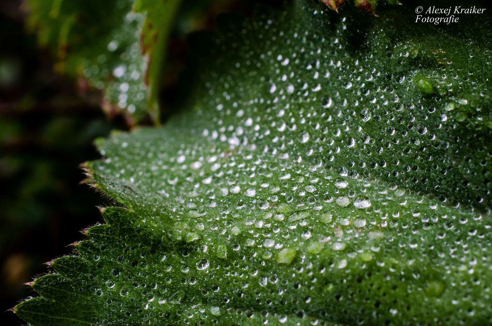 Kurz nach dem Regen von Alexej Kraiker Fotografie