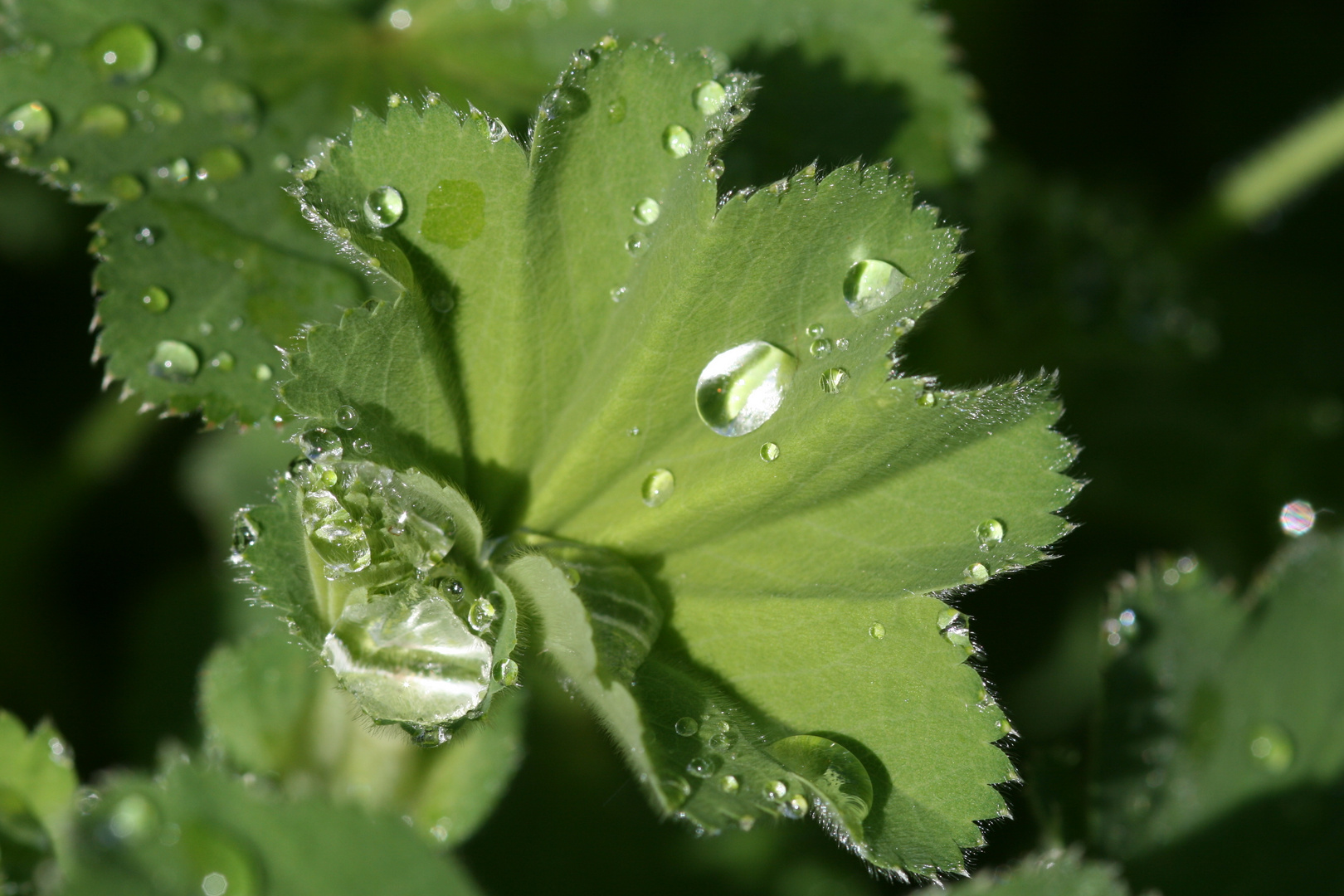 kurz nach dem Regen