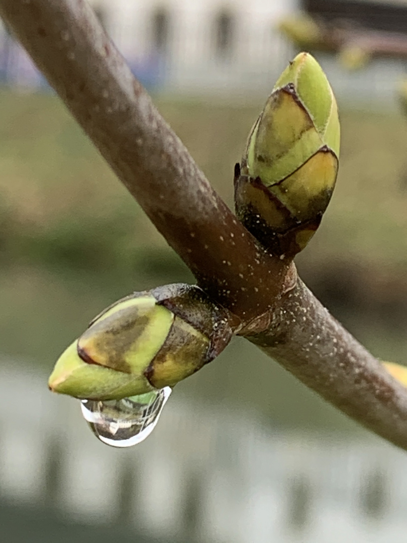 kurz nach dem Regen