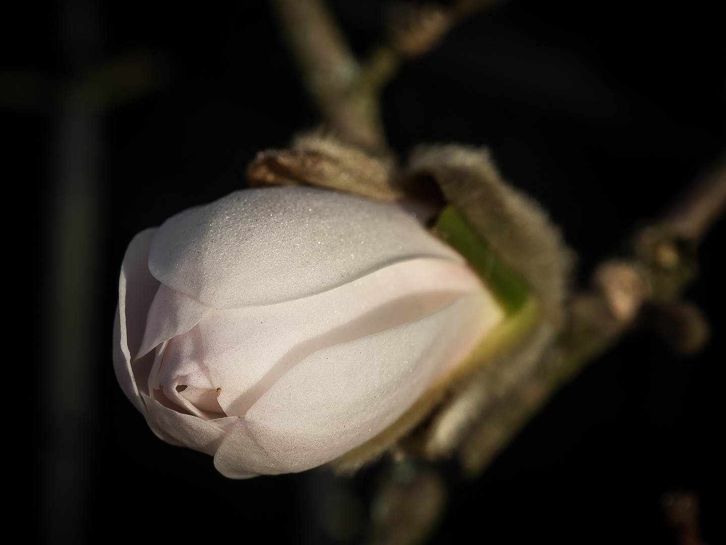 Kurz nach der "Blüten-Explosion"