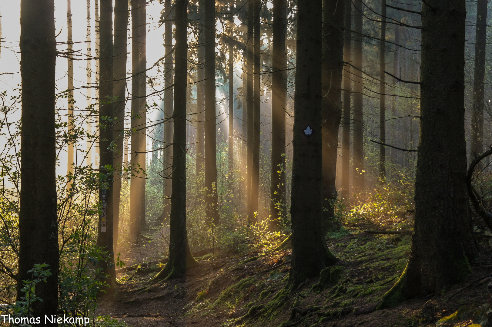 Kurz nach Sonnenaufgang im Teutoburger Wald bei Melle