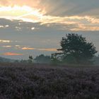 kurz nach Sonnenaufgang in der Lüneburger Heide